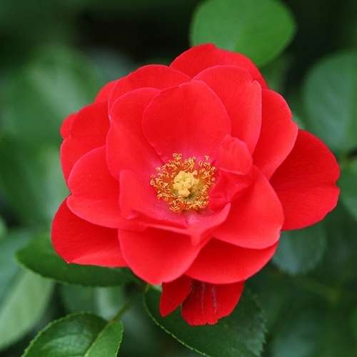 Rosa Flower Carpet Scarlet - Future Forests