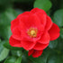 Rosa Flower Carpet Scarlet - Future Forests