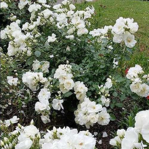 Rosa Flower Carpet White - Future Forests