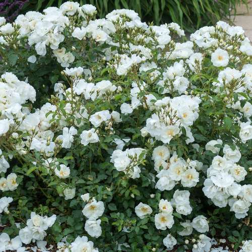 Rosa Flower Carpet White - Future Forests