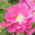 Rosa Gallica Officianalis - Future Forests