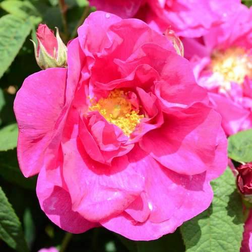 Rosa Gallica Officianalis - Future Forests
