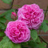 Rosa Gertrude Jekyll - Future Forests