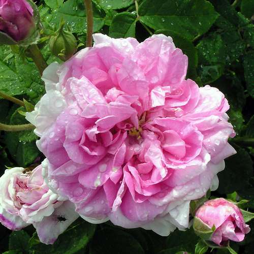 Rosa Ispahan - Future Forests