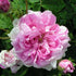 Rosa Ispahan - Future Forests