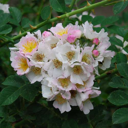 Rosa Kew Rambler - Future Forests