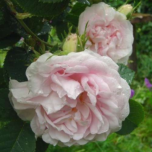 Rosa Maiden’s Blush - Old Shrub Rose