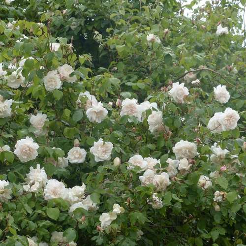 Rosa Mme Alfred Carriere - Climbing Rose – Future Forests