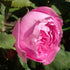 Rosa Mme Pierre Oger - Future Forests