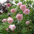 Rosa Mme Pierre Oger - Future Forests
