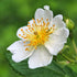 Rosa multiflora - Wild Rose