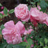 Rosa Old Blush China - Future Forests