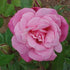Rosa Old Blush China - Future Forests