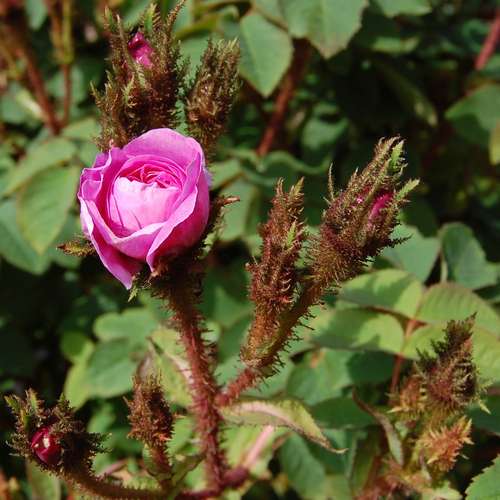 Rosa Old Pink Moss - Future Forests