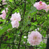 Rosa Paul's Himalayan Musk - Future Forests