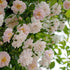 Rosa Paul's Himalayan Musk - Future Forests