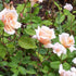Rosa Perle d Or - Future Forests
