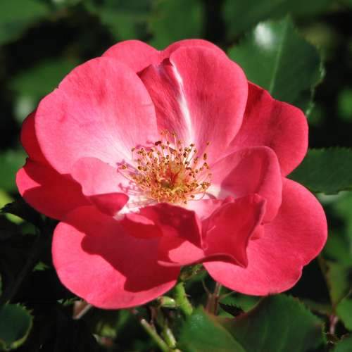 Rosa Red Blanket - Future Forests