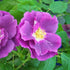 Rosa Rhapsody in Blue - Future Forests