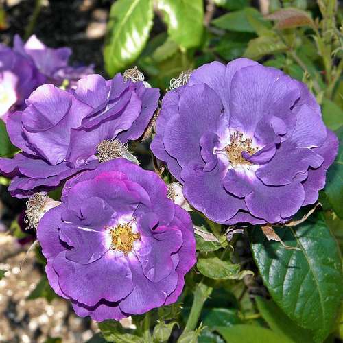 Rosa Rhapsody in Blue - Future Forests