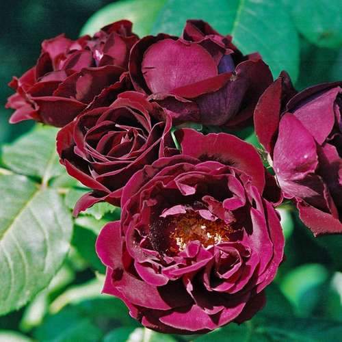Rosa Souvenire du Dr Jamain - Future Forests