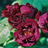 Rosa Souvenire du Dr Jamain - Future Forests