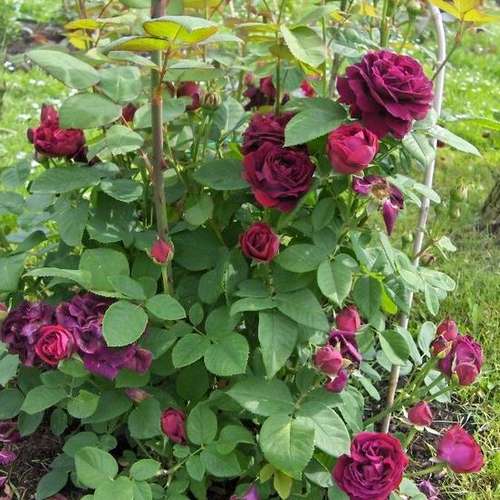Rosa Souvenire du Dr Jamain - Future Forests