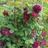 Rosa Souvenire du Dr Jamain - Future Forests