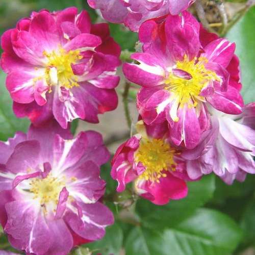 Rosa Veilchenblau - Rambling Rose – Future Forests