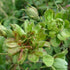 Rosa Viridiflora - Future Forests