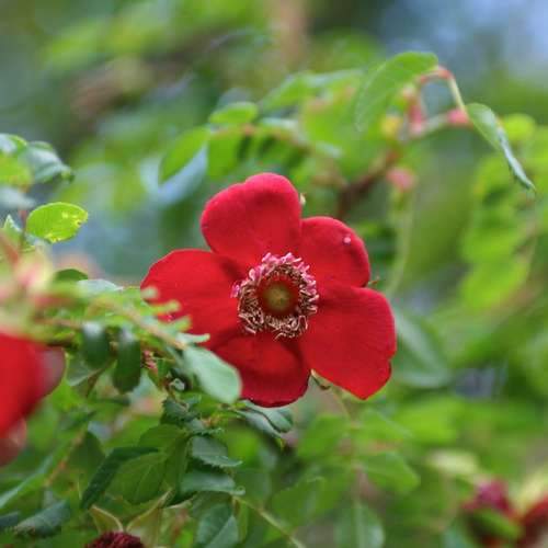 Rosa moyesii Geranium - Future Forests
