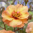 Rosa persica Persian Sun - Future Forests