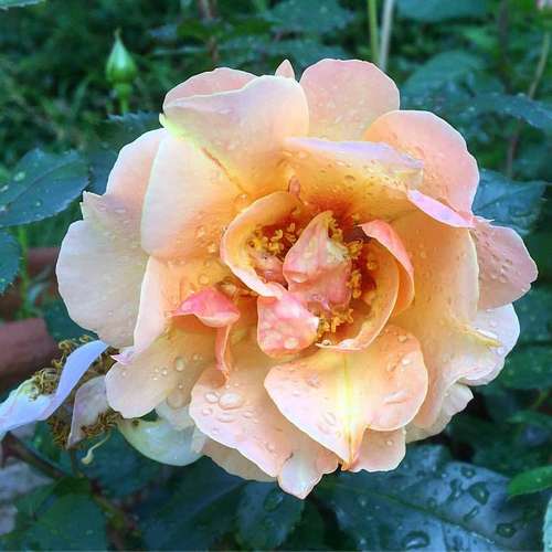 Rosa persica Persian Sun - Future Forests