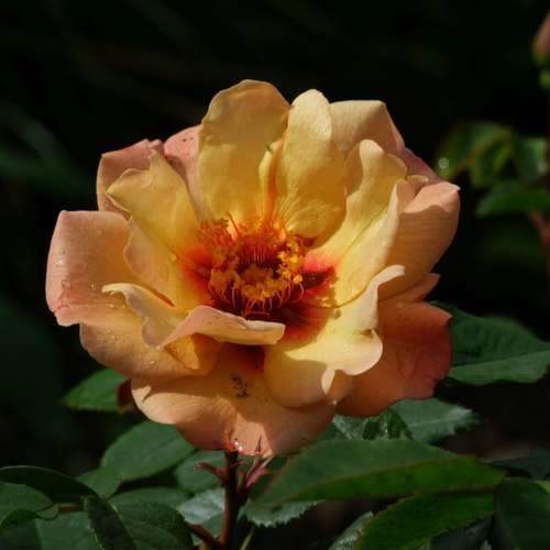 Rosa persica Persian Sun - Future Forests