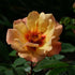 Rosa persica Persian Sun - Future Forests