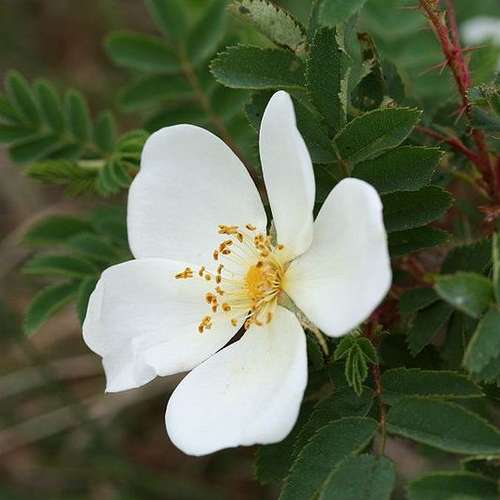 Rosa pimpinellifolia - Wild Rose