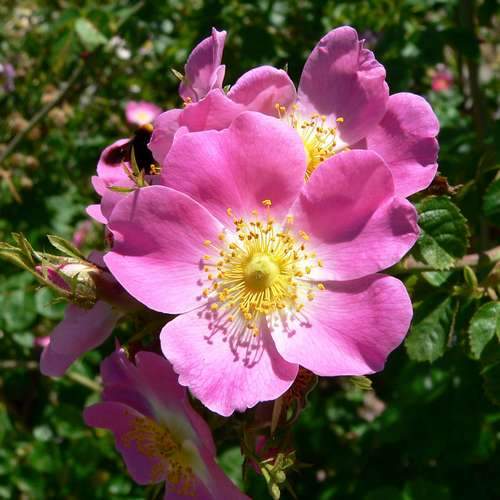 Rosa rubiginosa - Future Forests