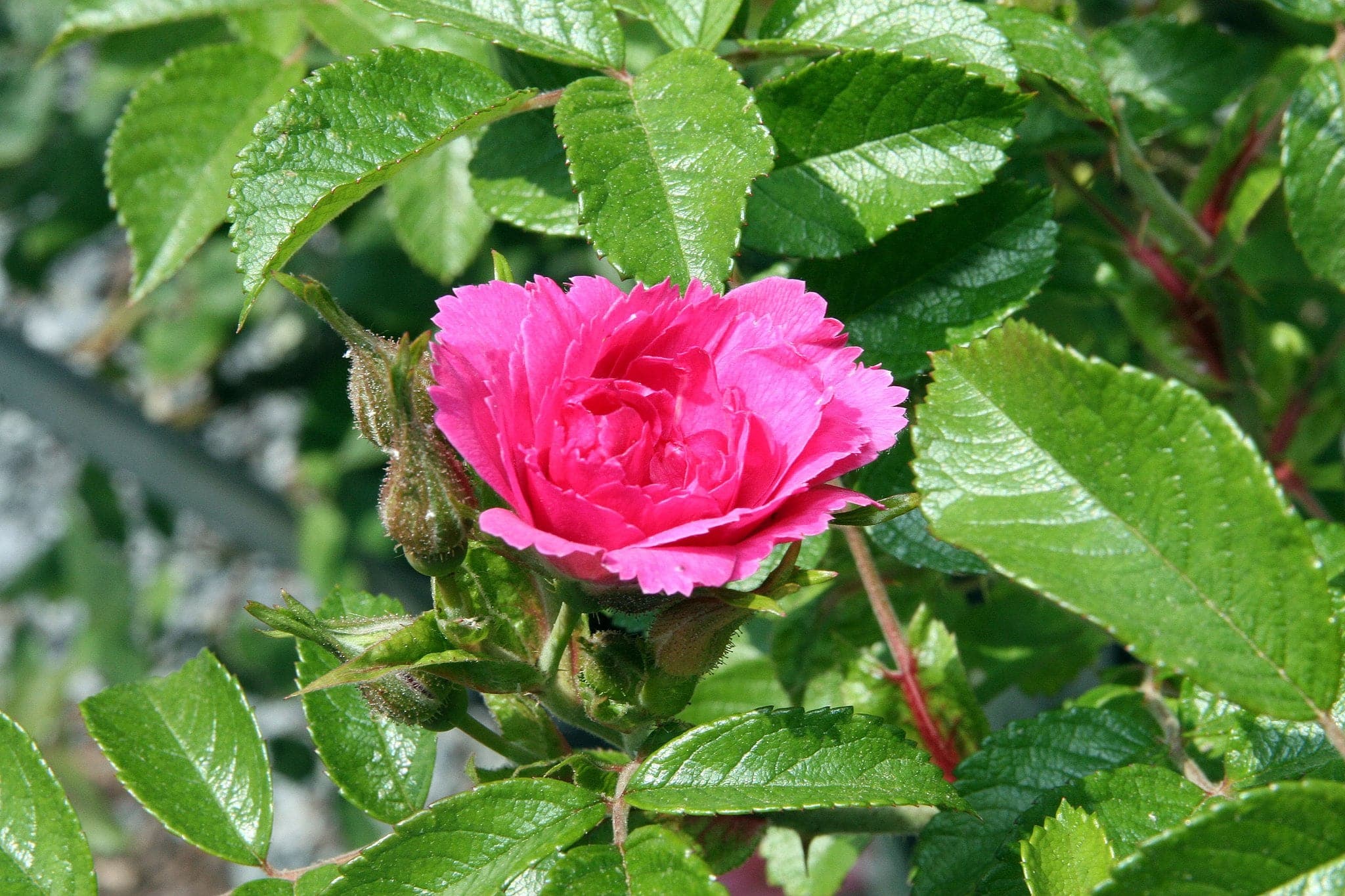 Rosa rugosa F J Grootendorst