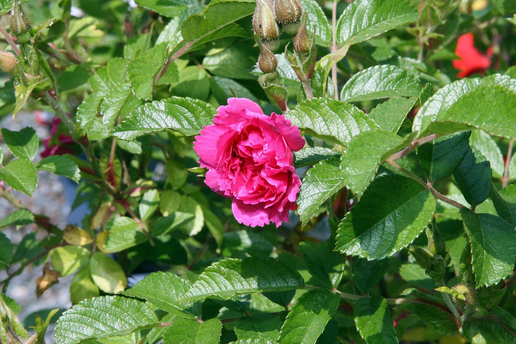 Rosa rugosa F J Grootendorst