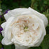 Rosa Madame Hardy - Old Shrub Rose