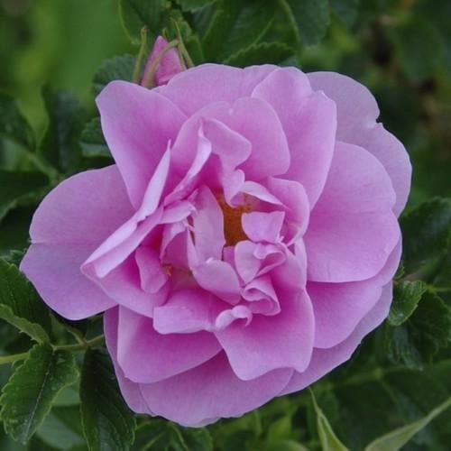 Rosa Jens Munk - Rugosa Rose