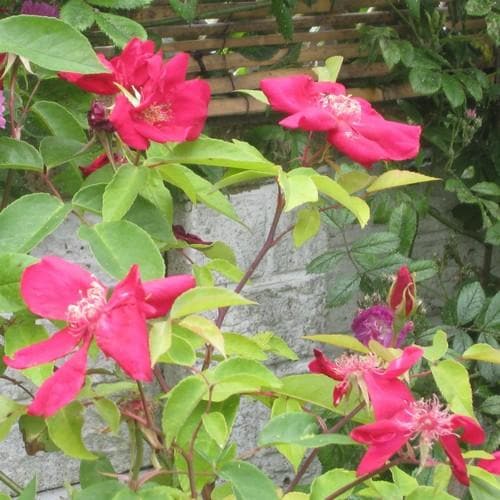 Rosa odorata Bengal Crimson