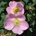 Rosa x hibernica - Wild Shrub Rose