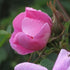 Rosa x hibernica - Wild Shrub Rose
