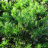 Rosmarinus officinalis (Prostratus Group) Capri