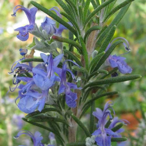 Rosmarinus officinalis Fota Blue