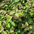 Rubus tricolor - Future Forests