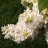 Syringa vulgaris Souvenir d'Alice Harding