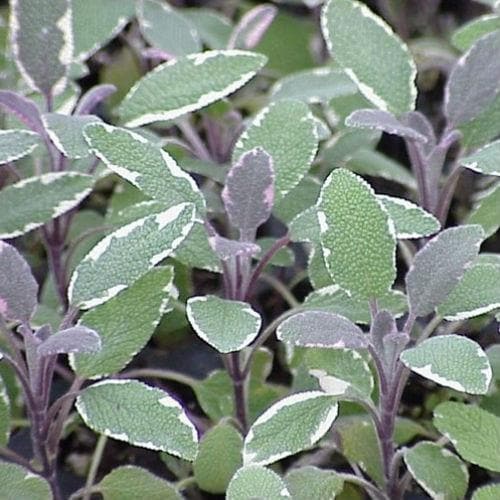 Sage, Tricolor - Future Forests