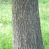 Salix alba - White Willow - Future Forests